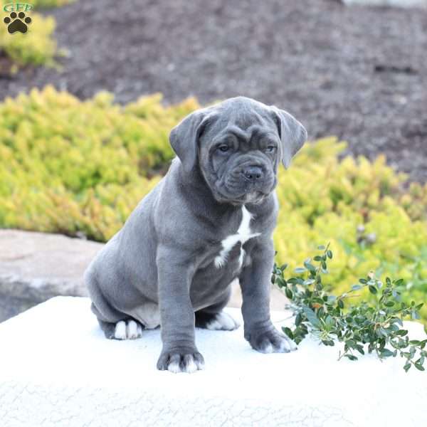 Dixie, Cane Corso Puppy